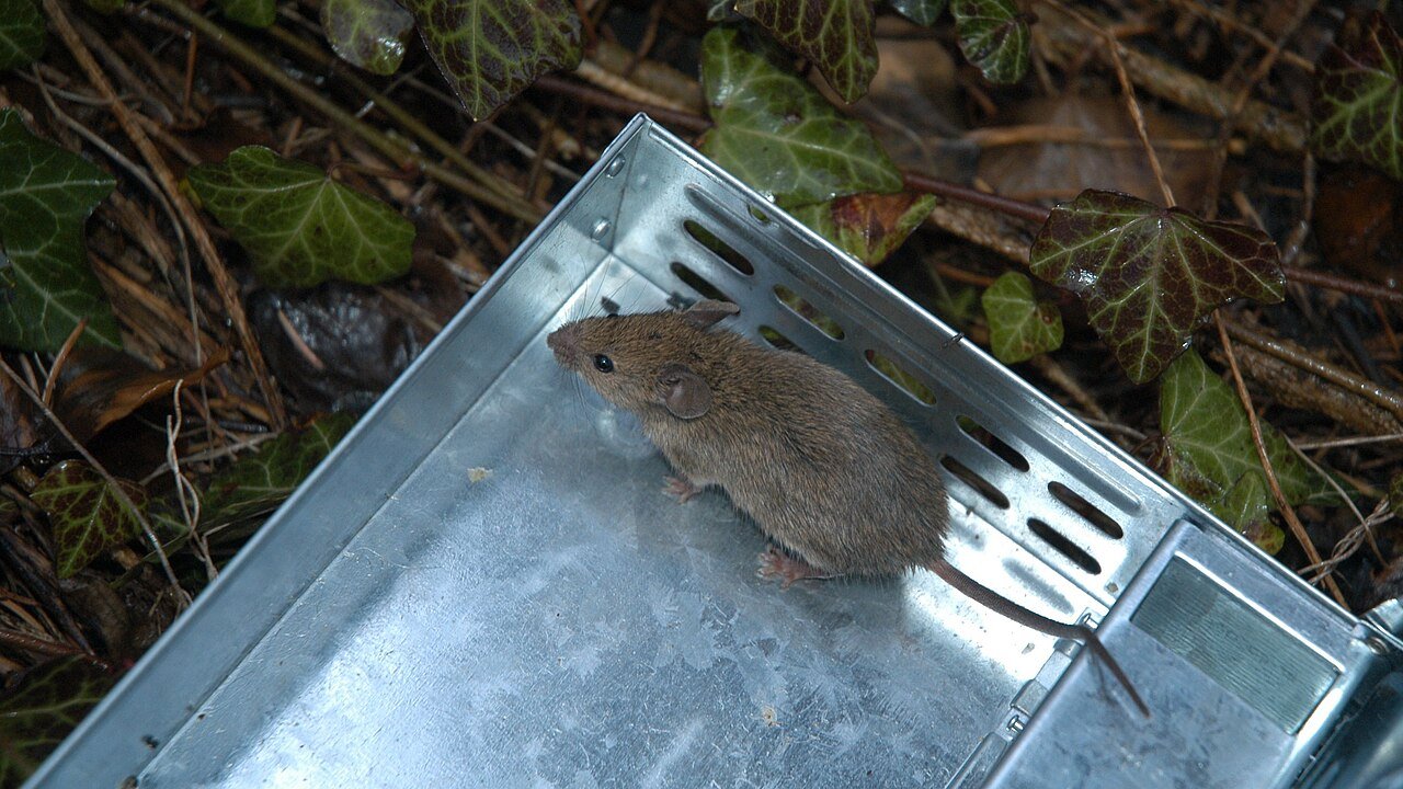 Live-captured mouse being released outdoors