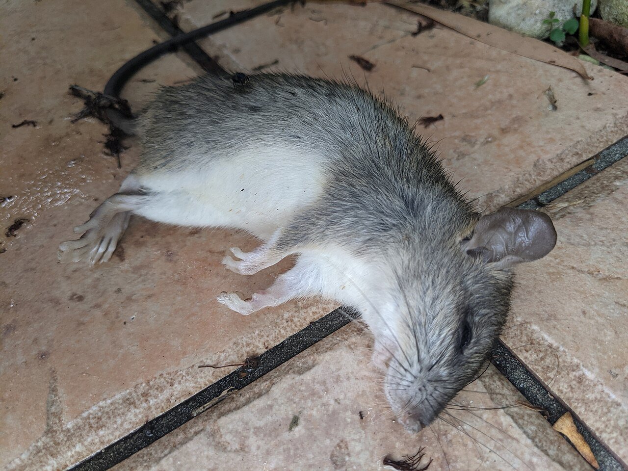 House mouse foraging