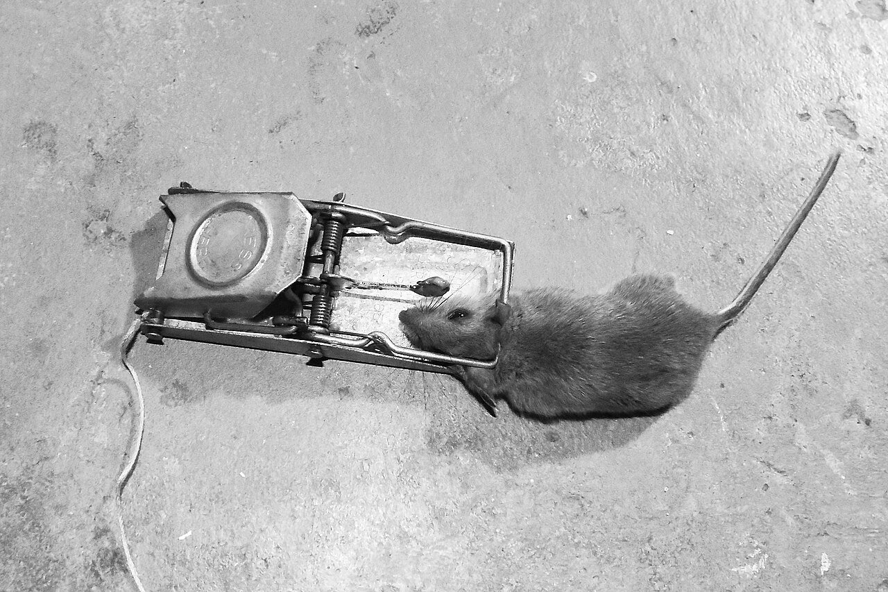 Mouse caught in a classic wooden snap trap
