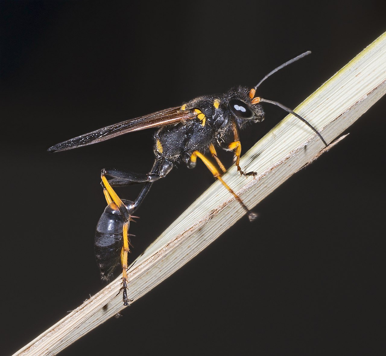 Black and yellow mud dauber wasp showing thread waist