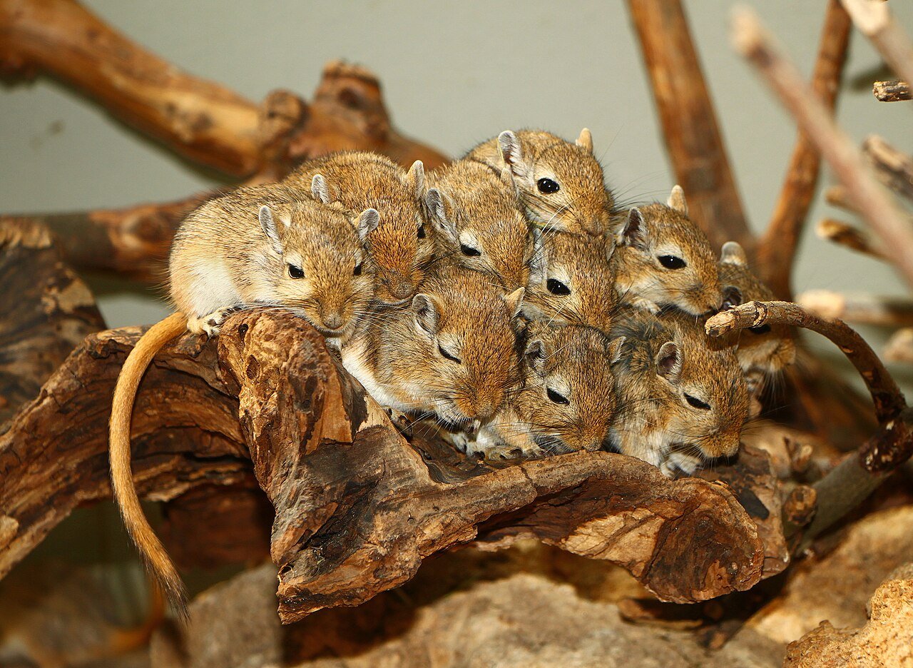 A Norway rat (brown rat), Ohio’s only structural rat species