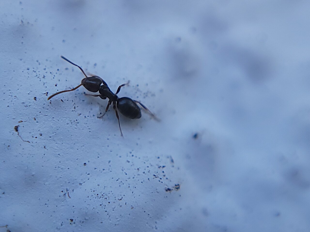 Close-up of an odorous house ant, Tapinoma sessile