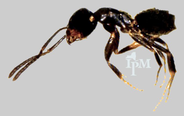 An odorous house ant, the species in most Ohio kitchens