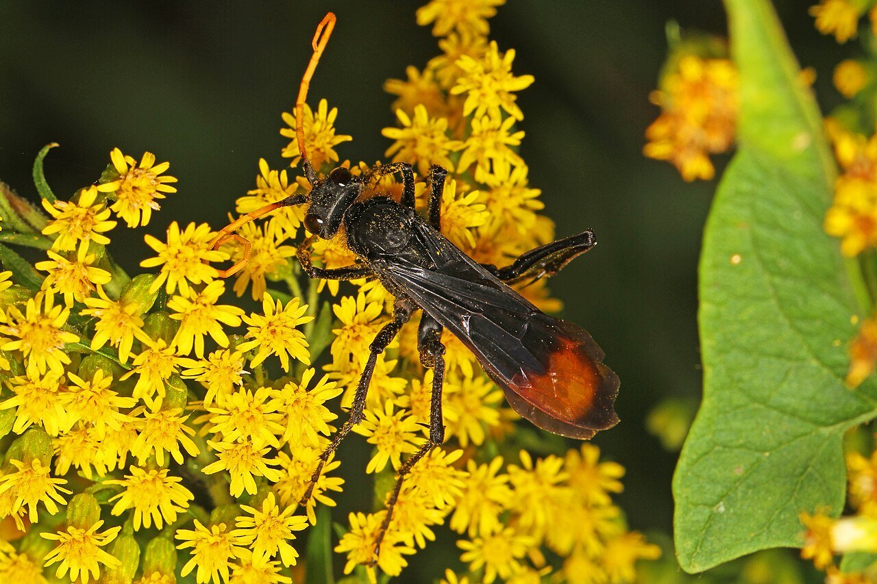Ohio spider wasp Entypus dragging prey