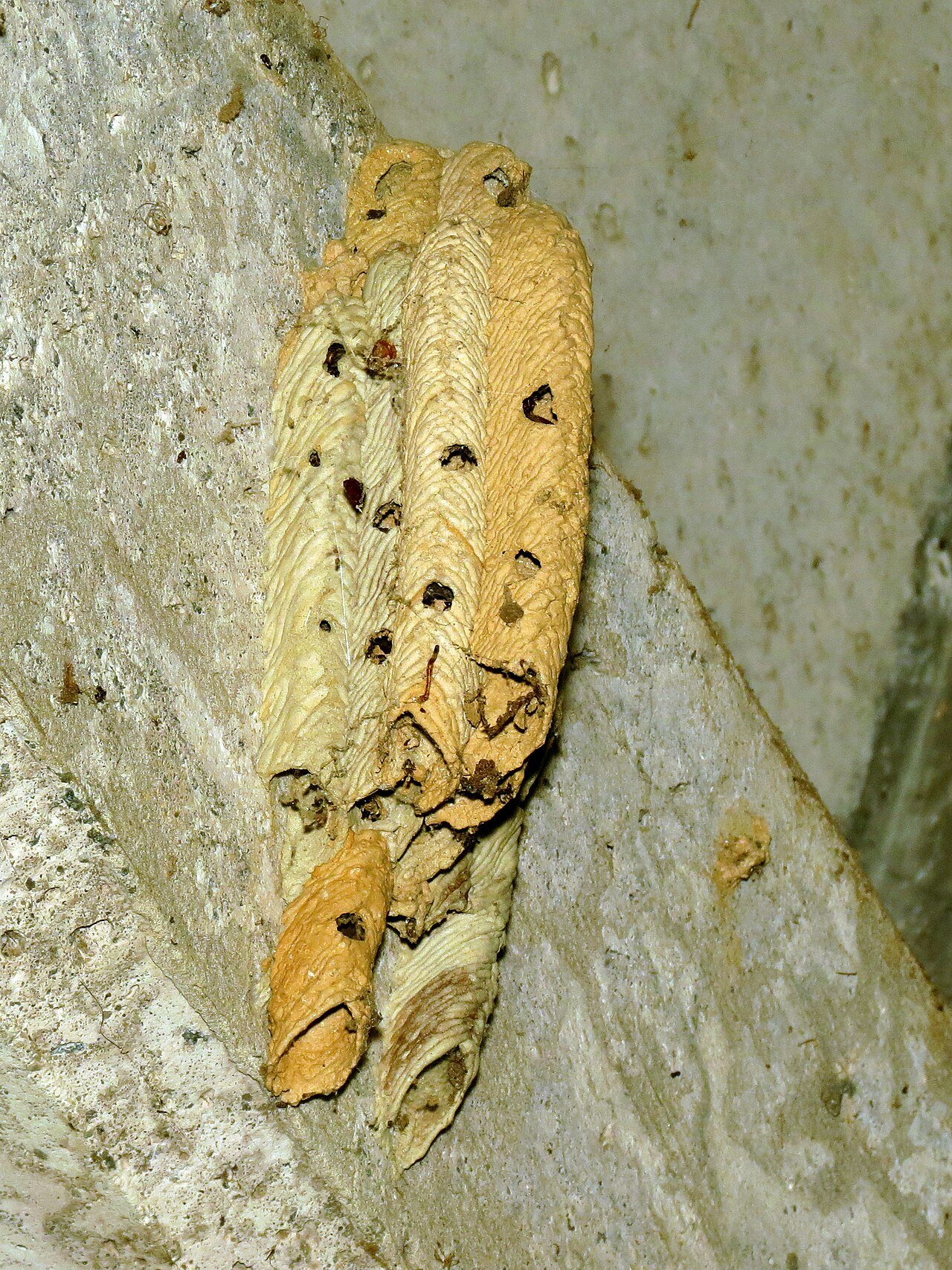 Organ pipe mud dauber nest tubes on a wall