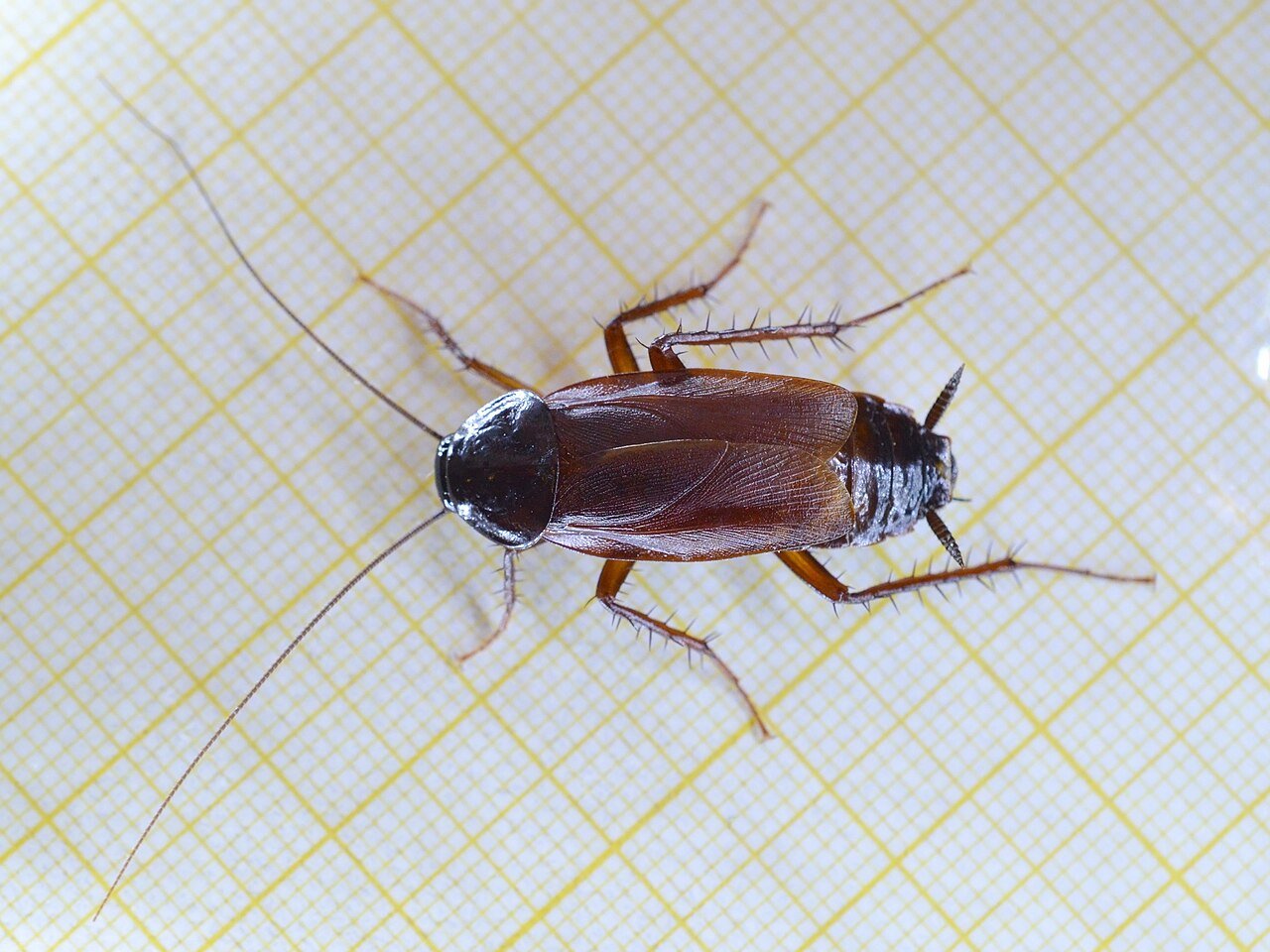 A male Oriental cockroach — wings cover three-quarters of the body but neither sex can fly a single inch