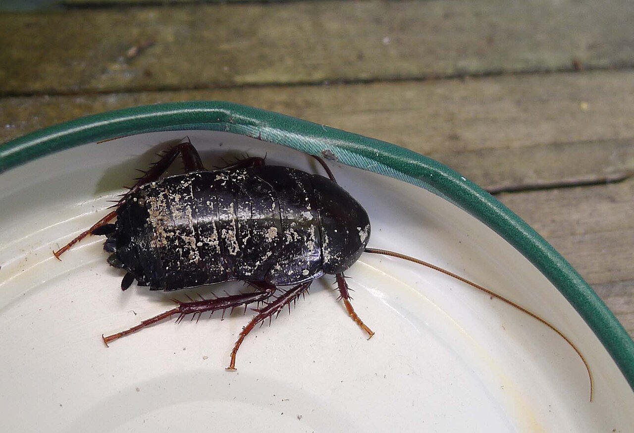 Oriental cockroach, the glossy dark basement roach called a waterbug