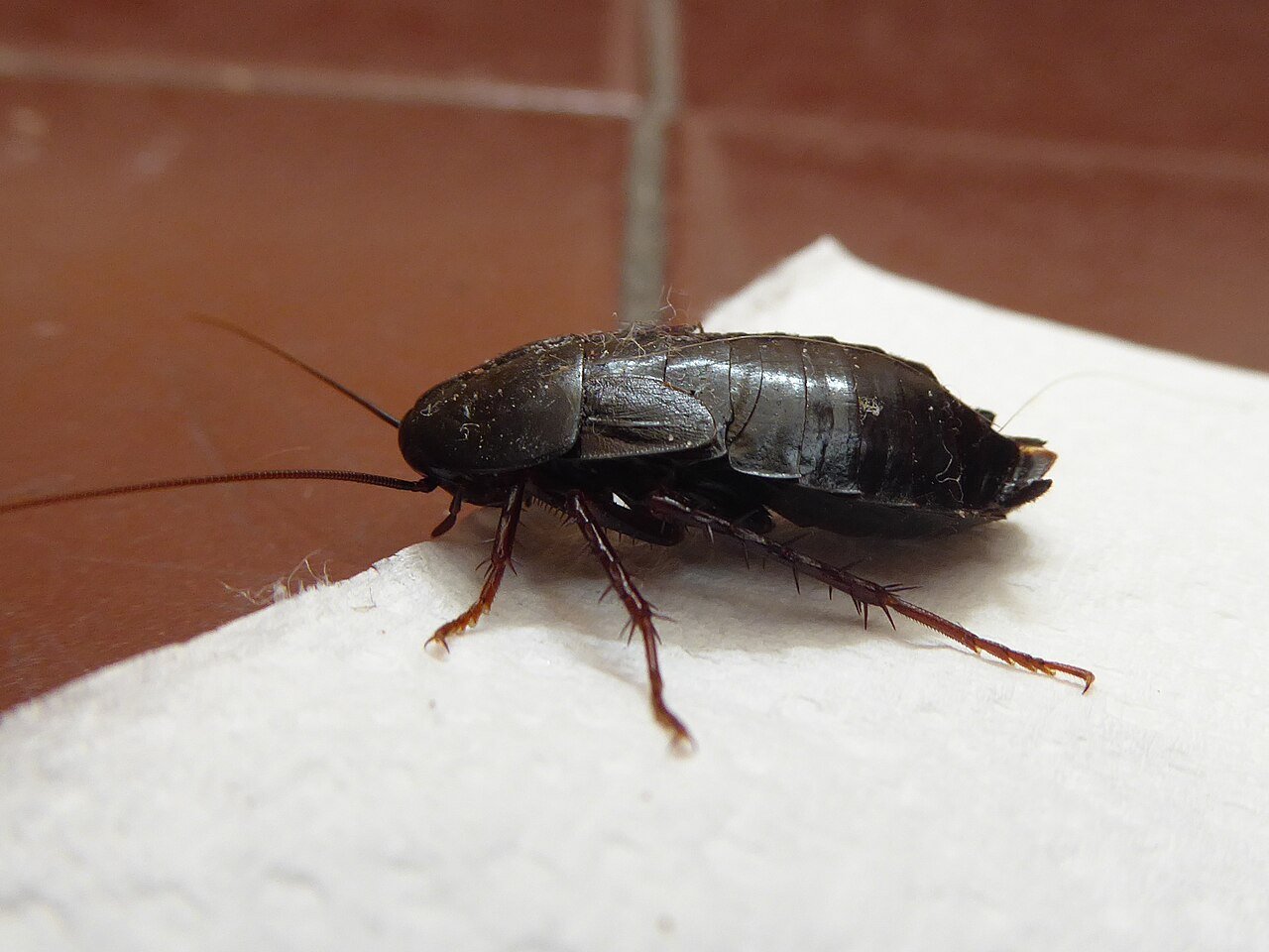 The Oriental cockroach — glossy black-brown, an inch long, and the coldest-hardy roach in any Ohio basement