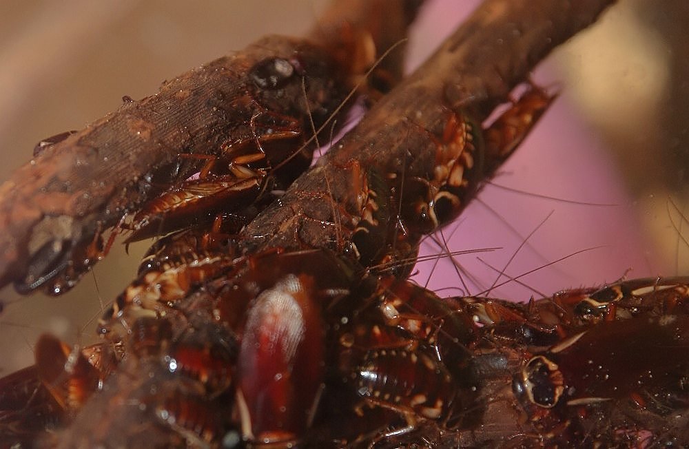 American cockroach, the insect known as palmetto bug