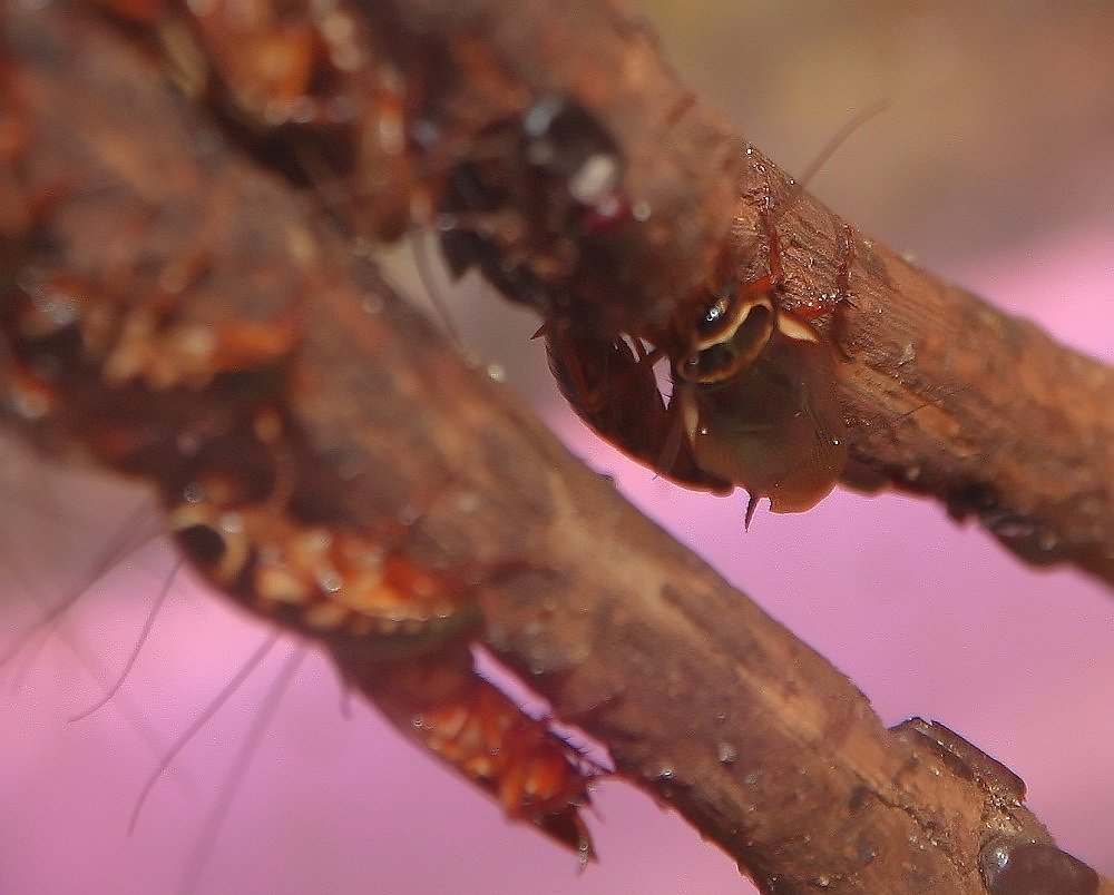 American cockroach showing full-length wings