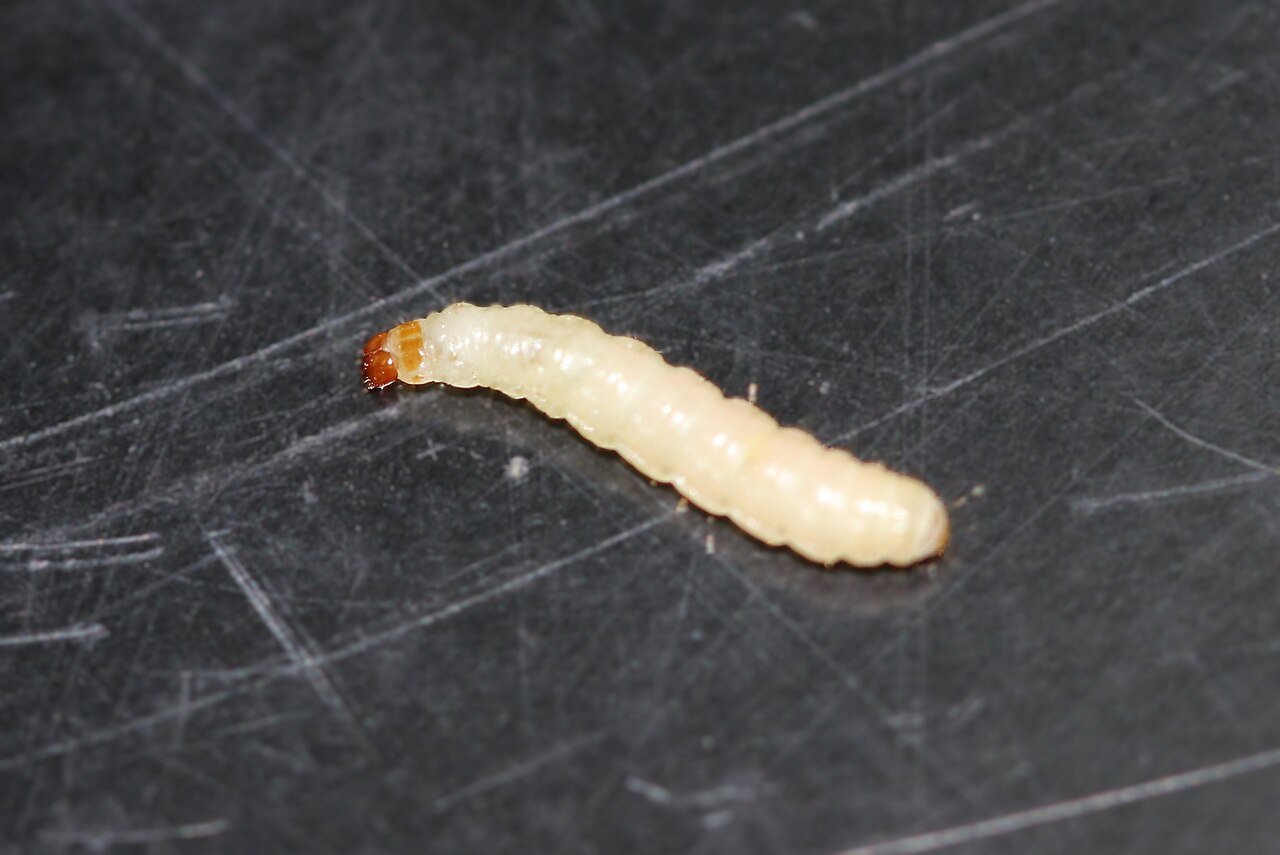 Indian meal moth larva
