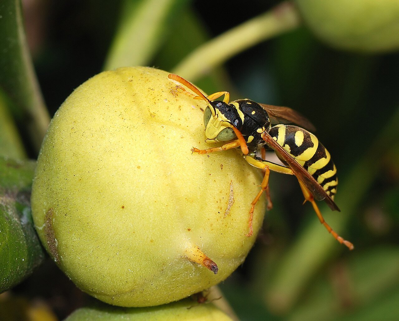Paper wasp on its open umbrella-shaped comb