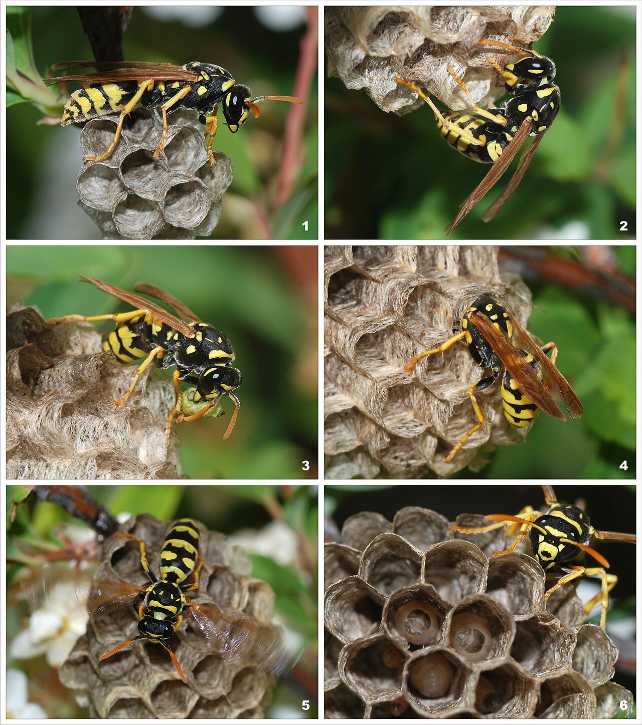 Paper wasps on an open comb nest