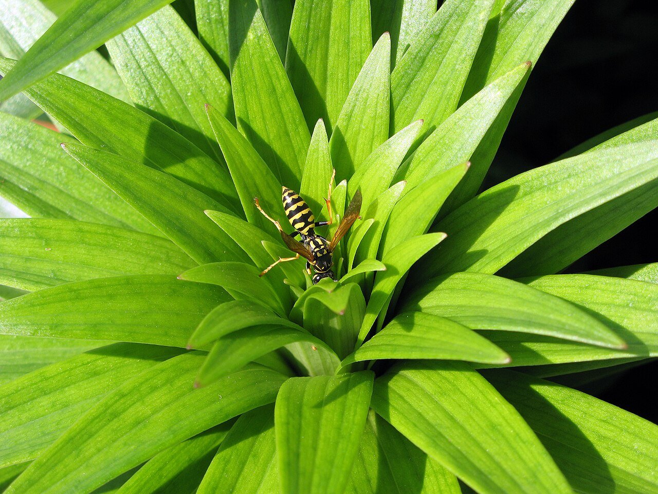 A paper wasp nectaring — long dangling legs and a slim orange-tinged body separate it from the stockier yellowjacket
