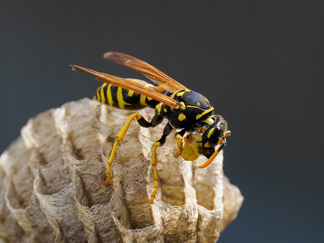 Paper wasp tending an open umbrella-shaped comb with visible hexagonal cells