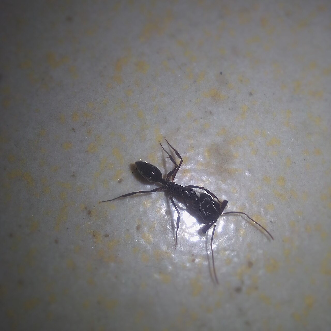 Pavement ant in close detail