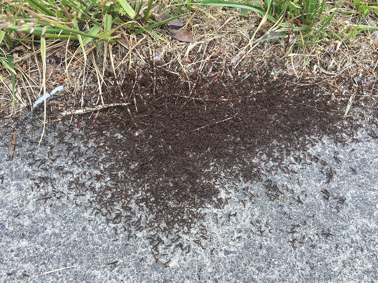 Two colonies of pavement ants battling on a sidewalk seam