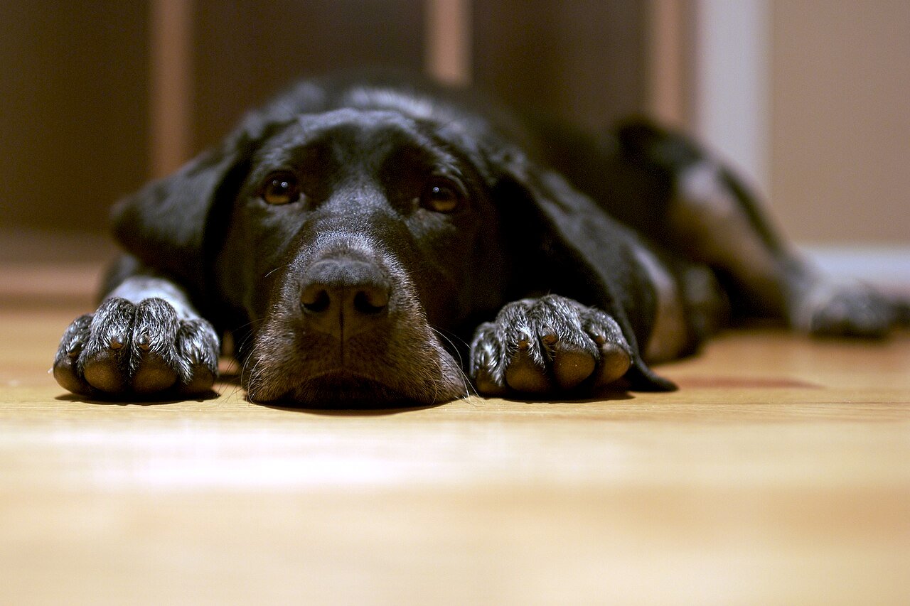 A dog in a kitchen — the reason ant control placement matters