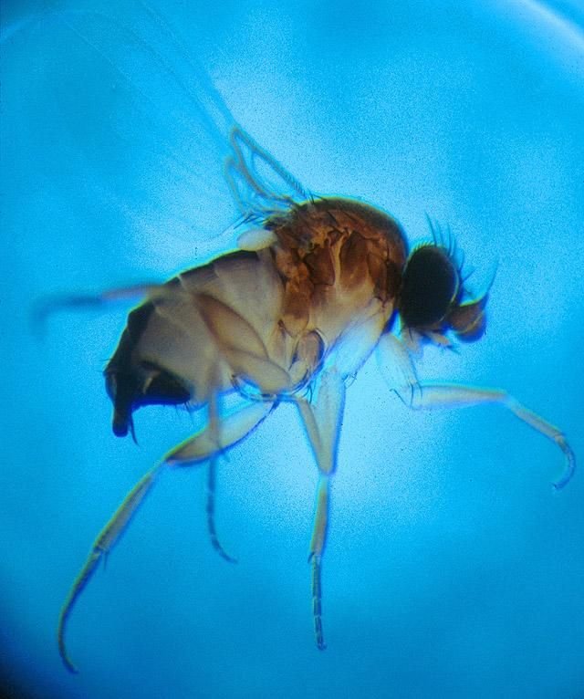 Phorid fly showing humpbacked thorax profile
