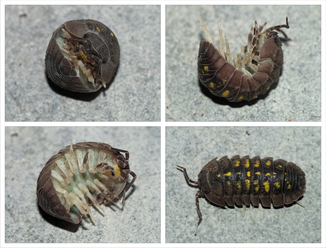 Pill bugs and woodlice varieties