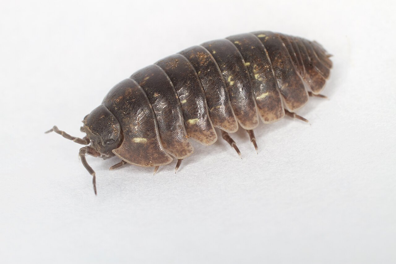 A pillbug (Armadillidium vulgare), the roly-poly that can roll into a ball