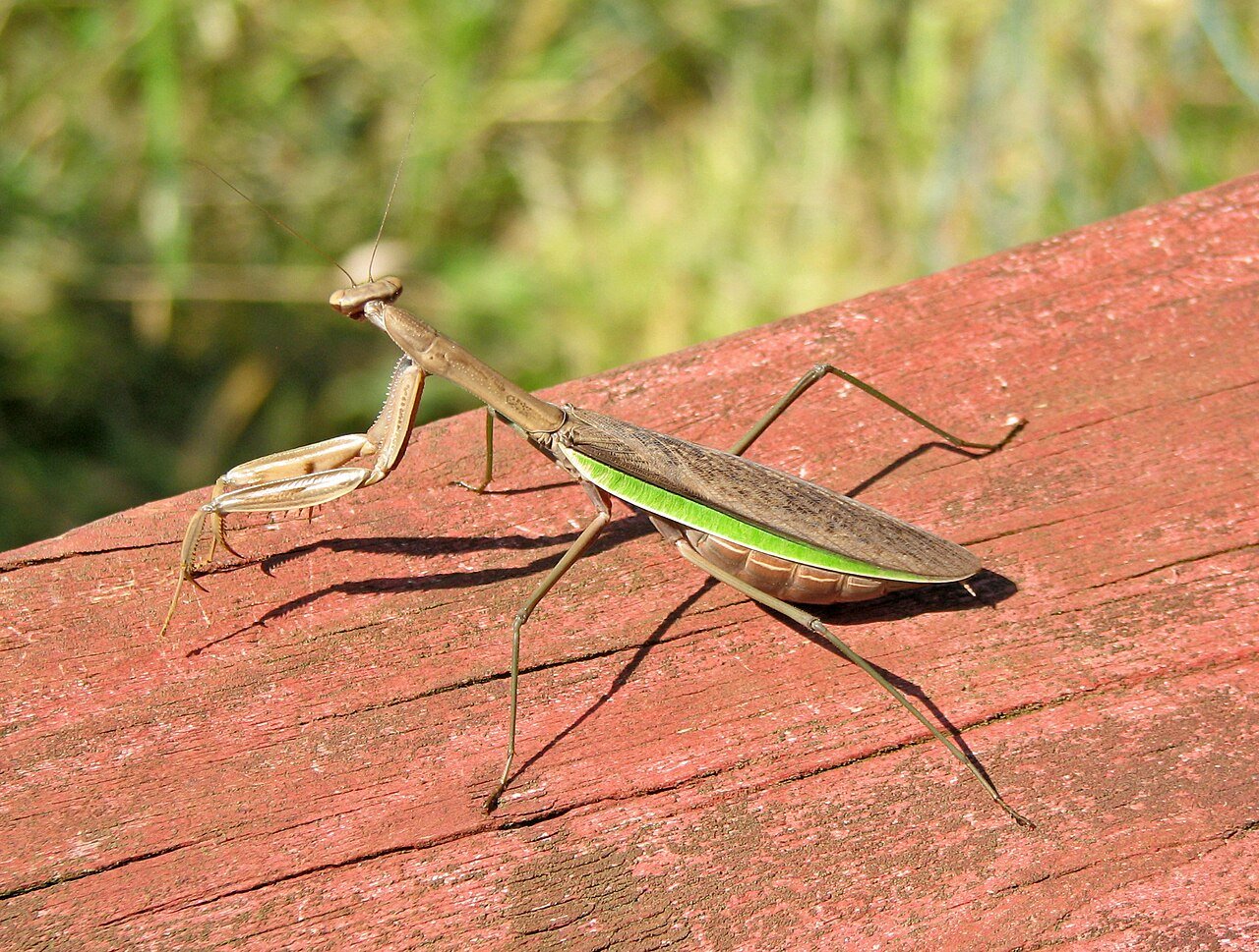 Chinese praying mantis on vegetation in Ohio