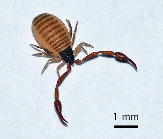 House pseudoscorpion showing pincers