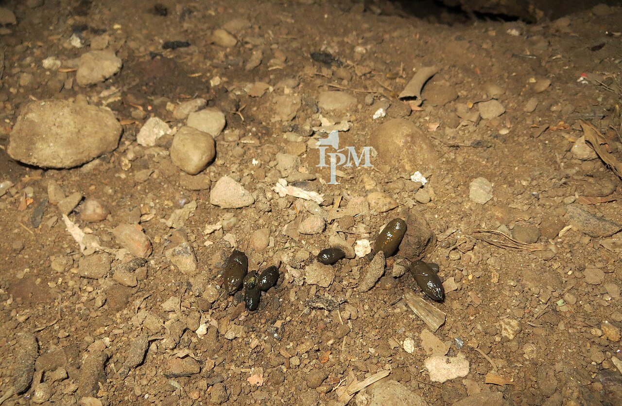 Norway rat droppings showing blunt capsule shape
