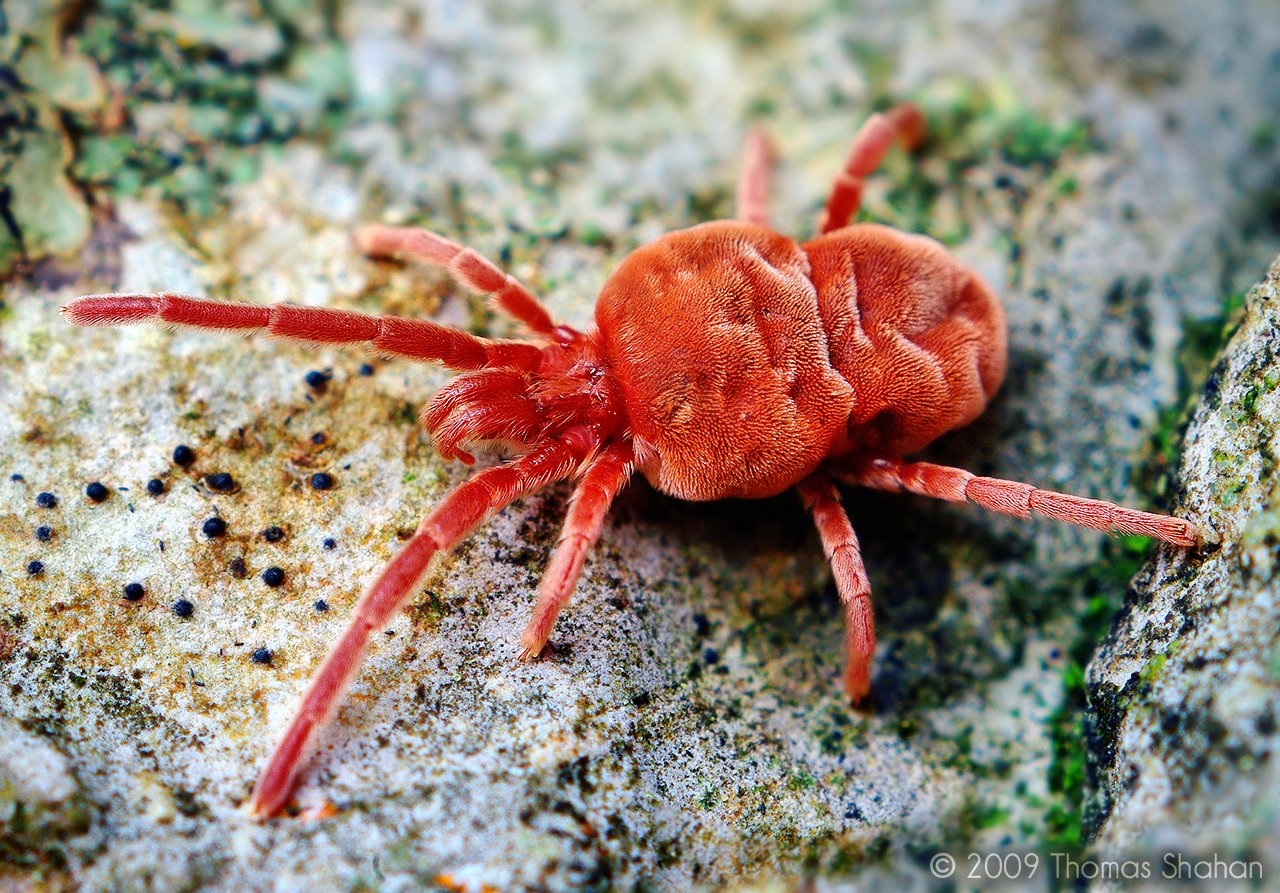 Red velvet mite on soil
