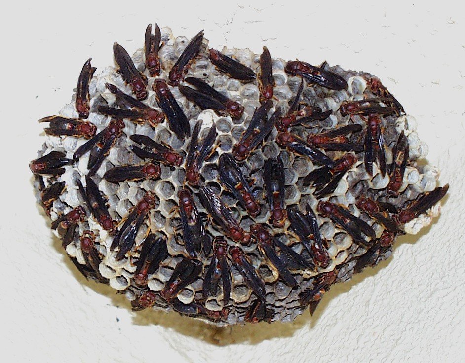 Red wasp nest open hexagonal comb on a stalk