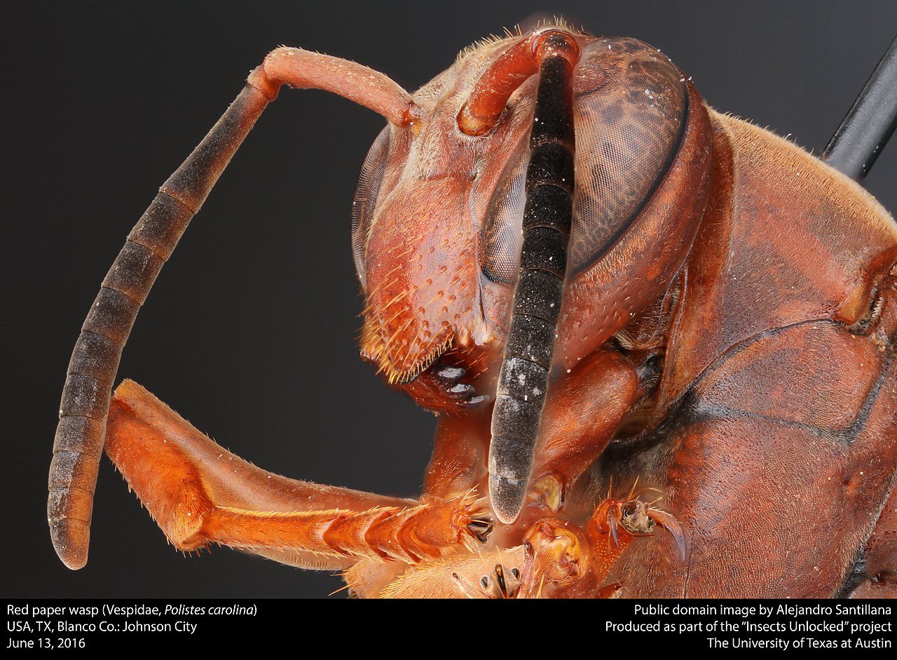 Red paper wasp Polistes carolina rust red body dark wings