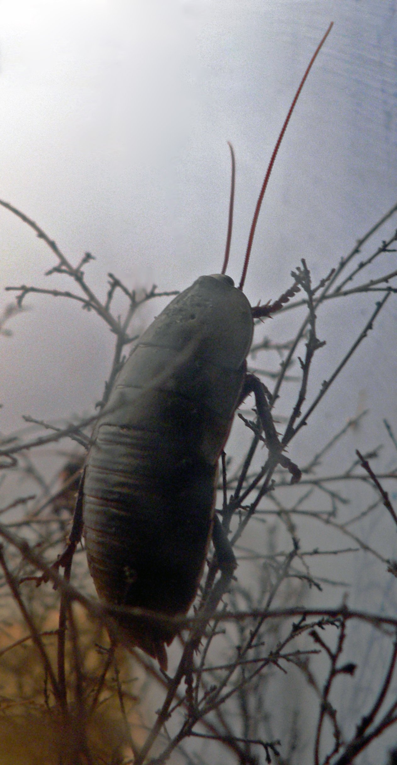 Giant burrowing cockroach from Australia
