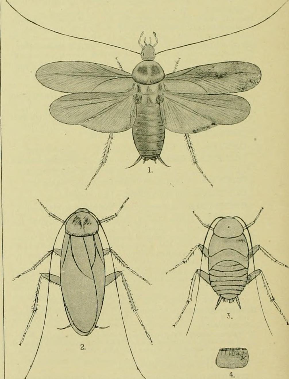 A cockroach egg case (ootheca) — protected from sprays, the reason follow-up visits exist