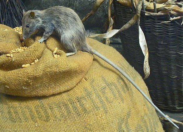 Roof rat showing slender build and large ears
