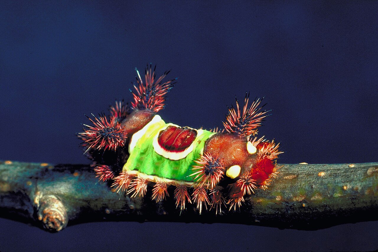 Saddleback caterpillar with green saddle marking and spines