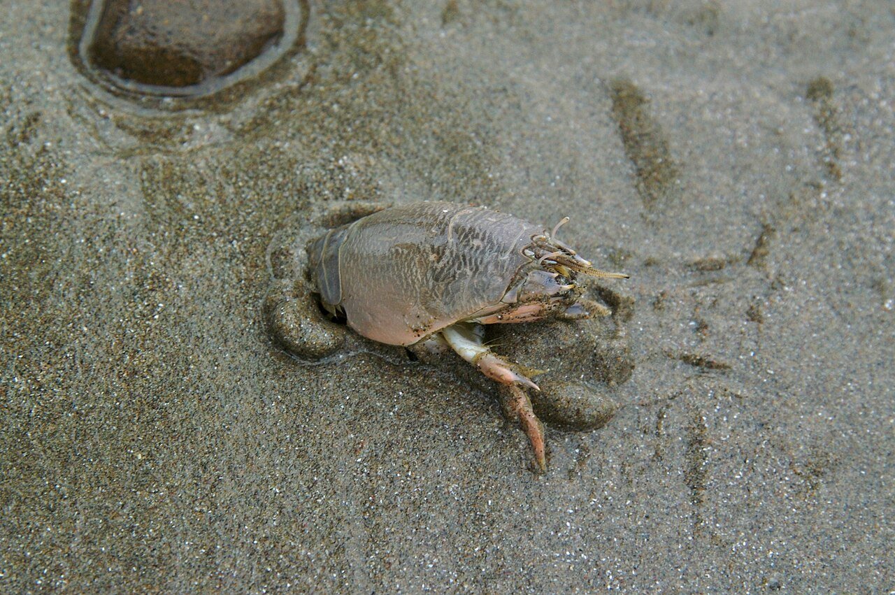 Mole crab also called a sand flea harmless to people