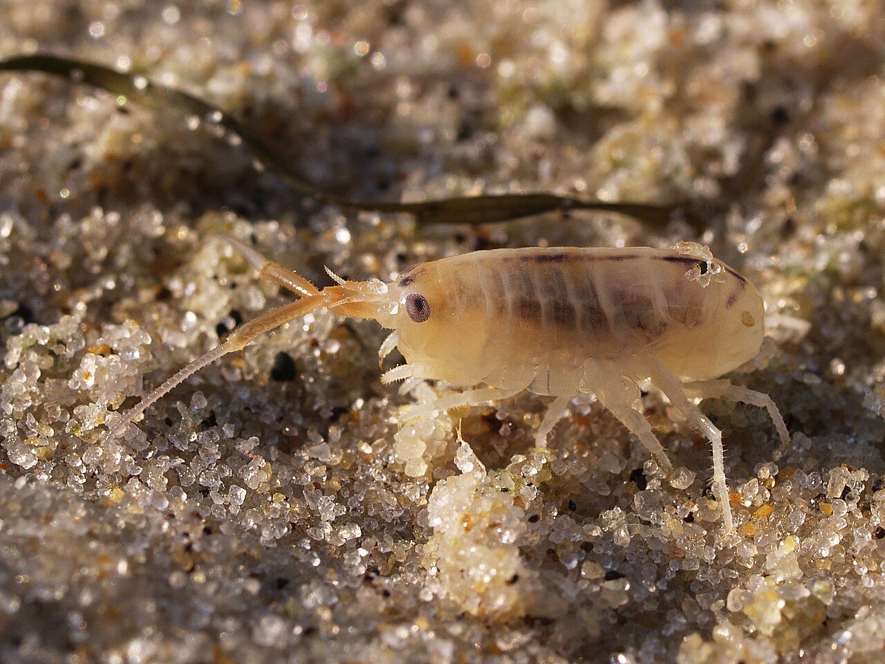 True sand flea the beach hopper Talitrus saltator on sand