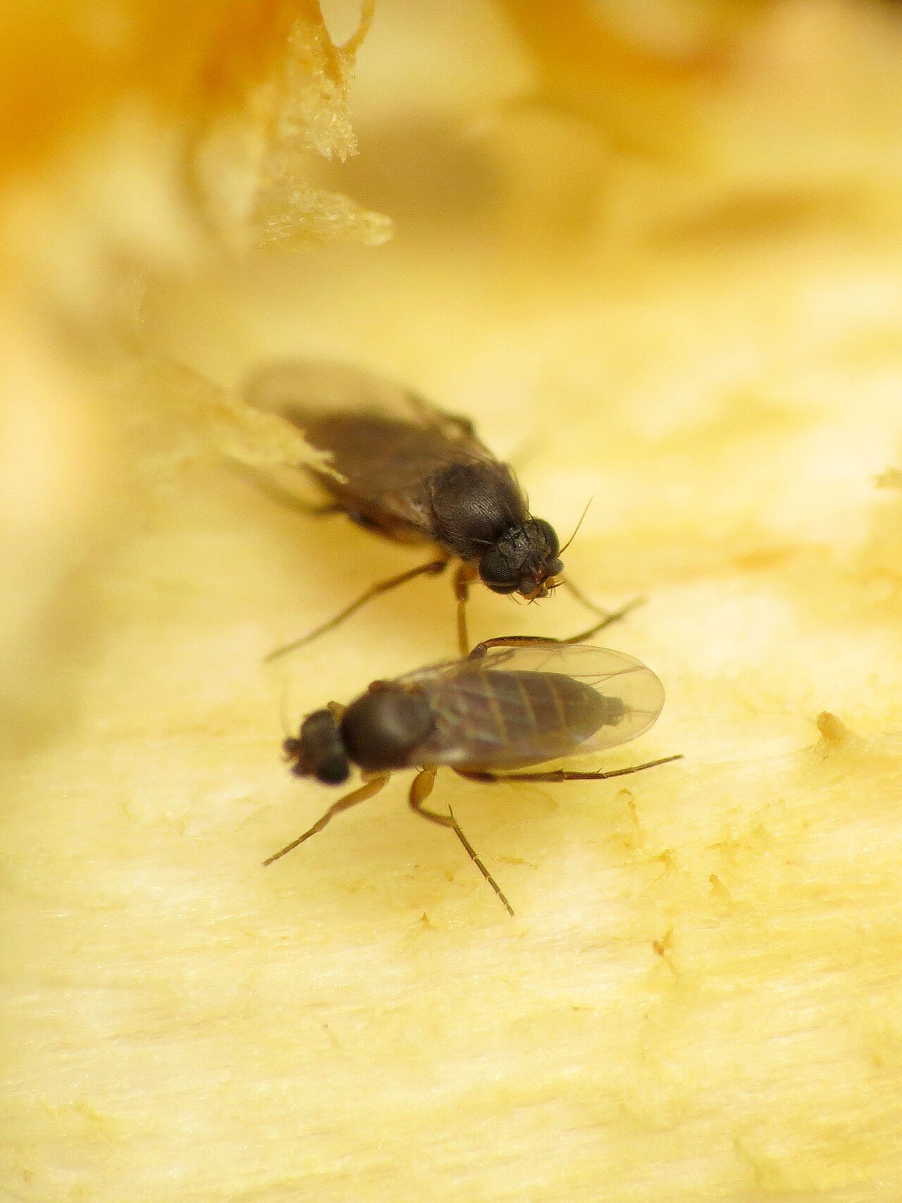Scuttle fly on a leaf