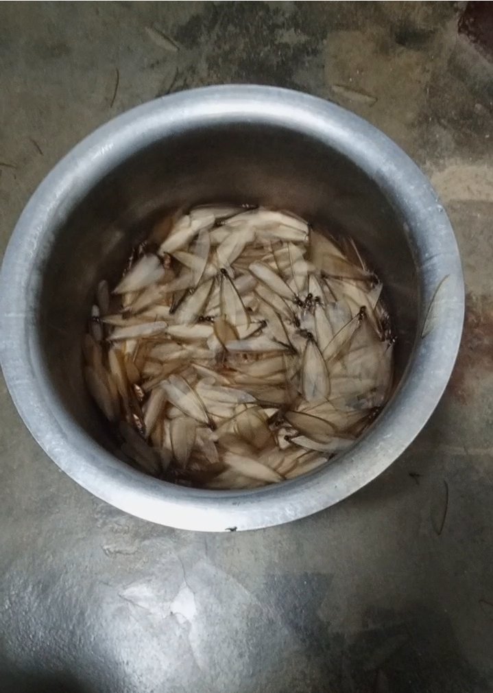 Winged termites and shed wings after a swarm