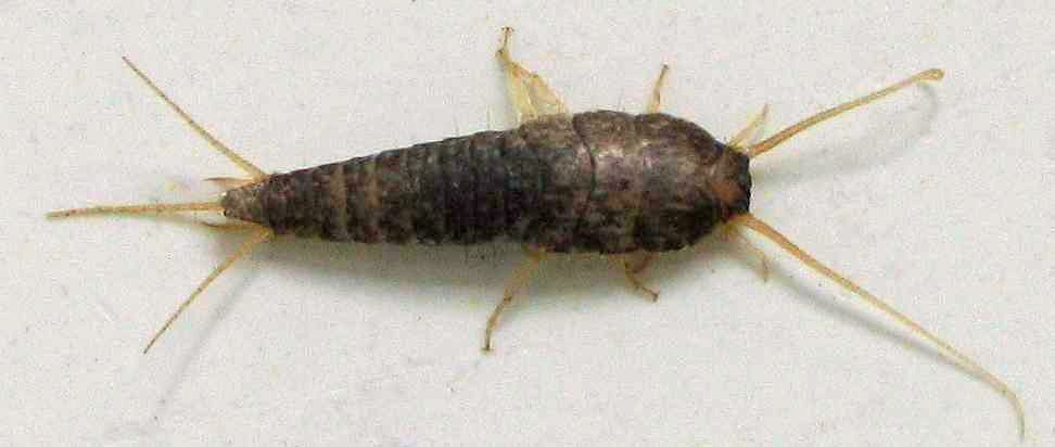 Silverfish uniform silver cool damp habitat