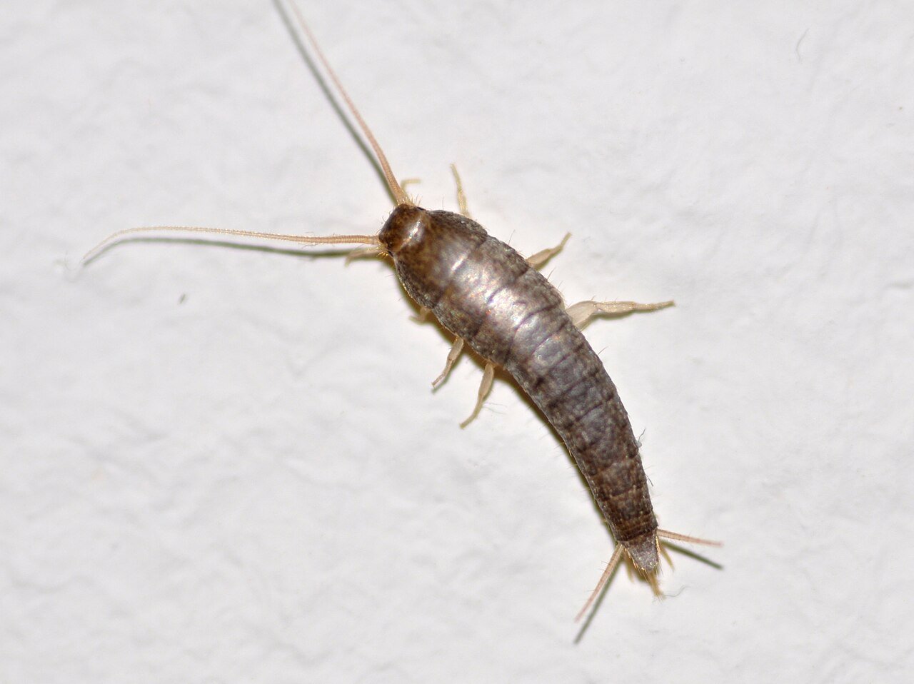 Silverfish showing carrot-shaped silver body and three tail bristles
