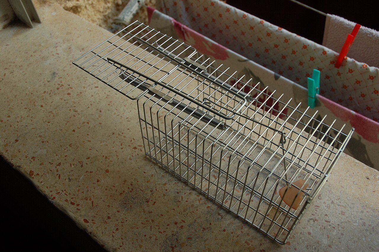 Baited snap trap the tool that actually removes mice