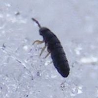 Snow fleas peppering snow