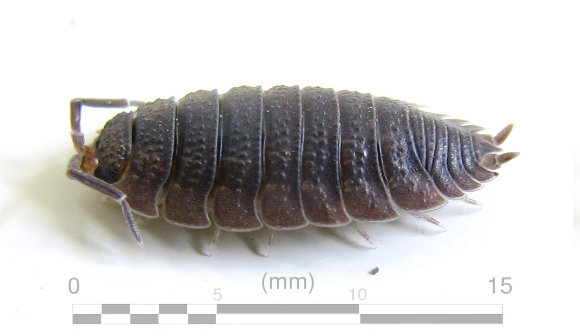 A sowbug (Porcellio scaber), flatter than a pillbug with two tail-like appendages