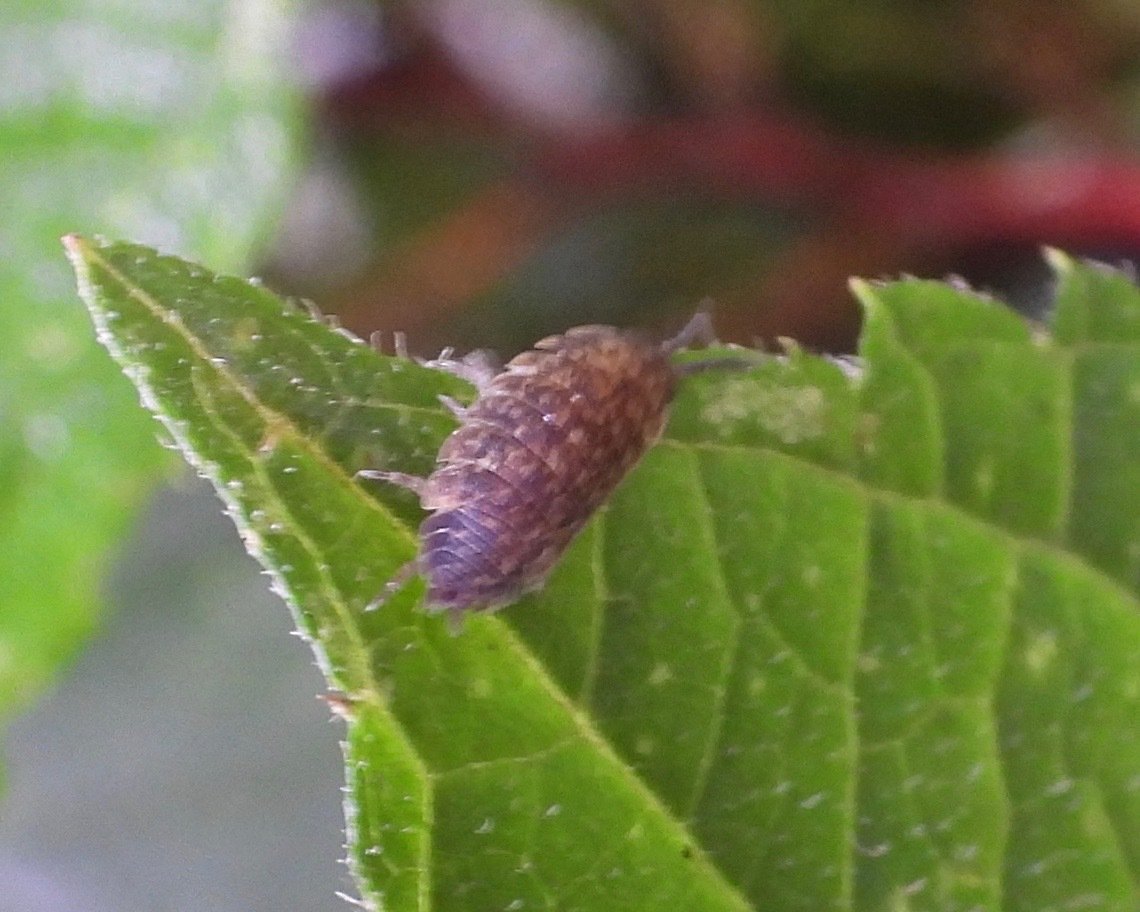 Sowbug showing flattened segmented body