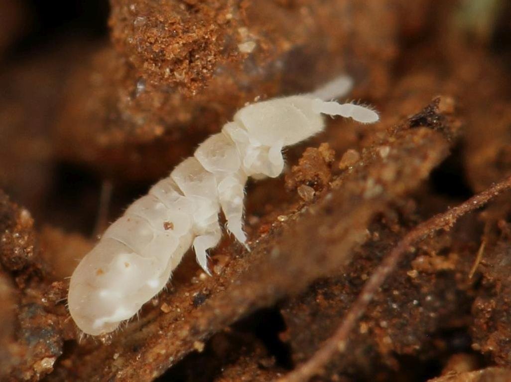 Springtail in close view