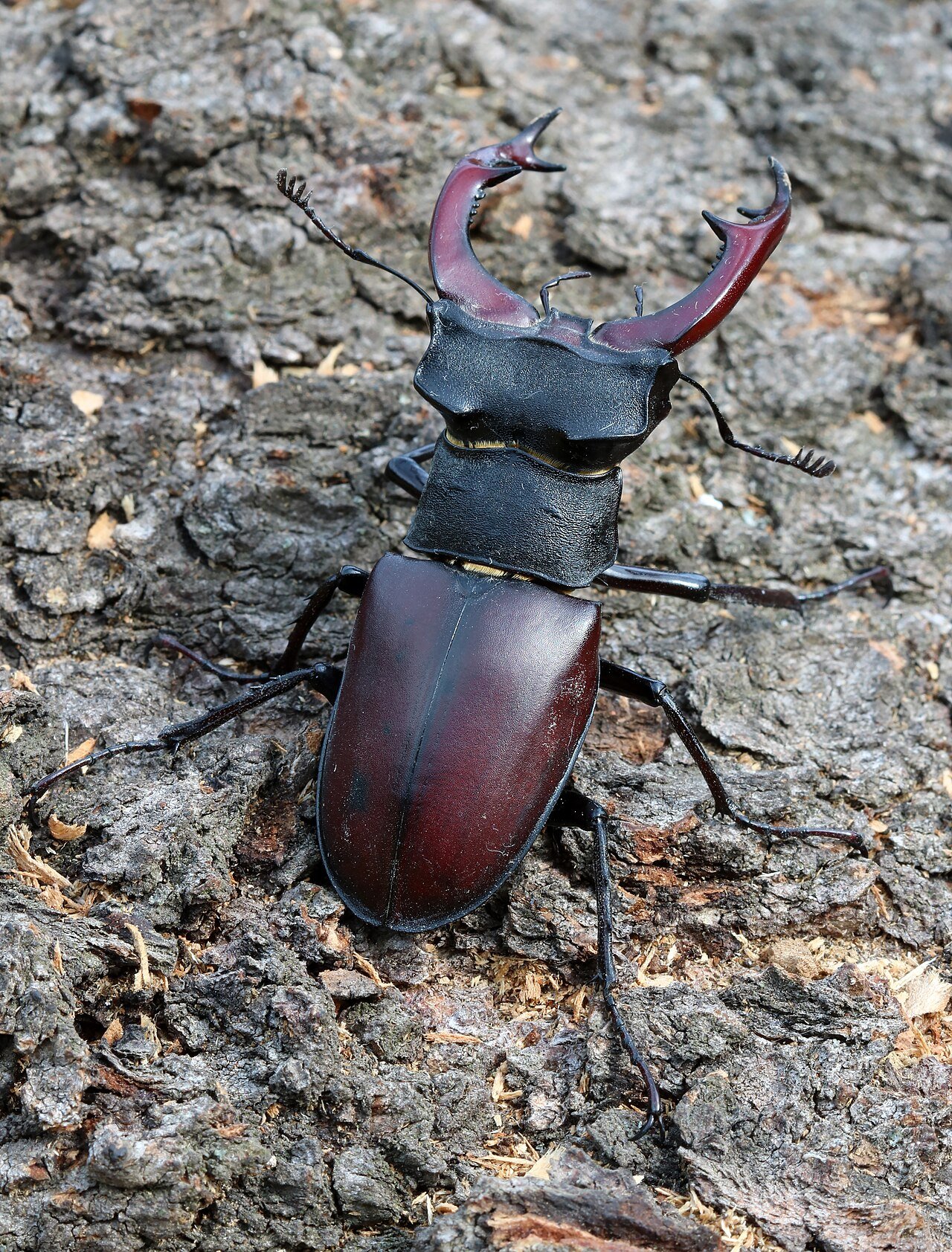 Male stag beetle with antler mandibles