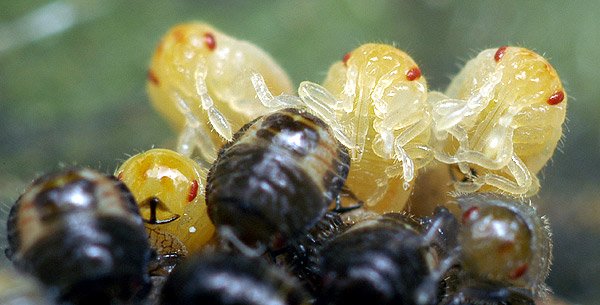 Stink bug nymphs hatching from barrel-shaped egg cluster