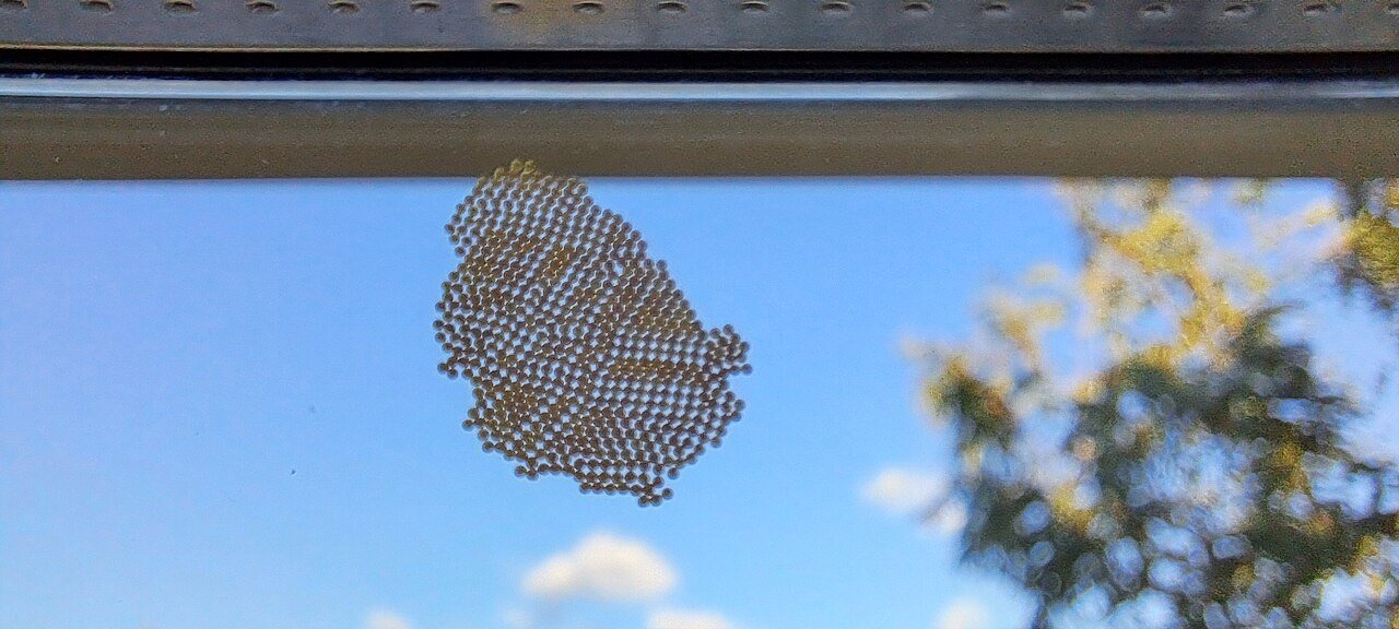 Cluster of pale barrel-shaped stink bug eggs on a leaf underside