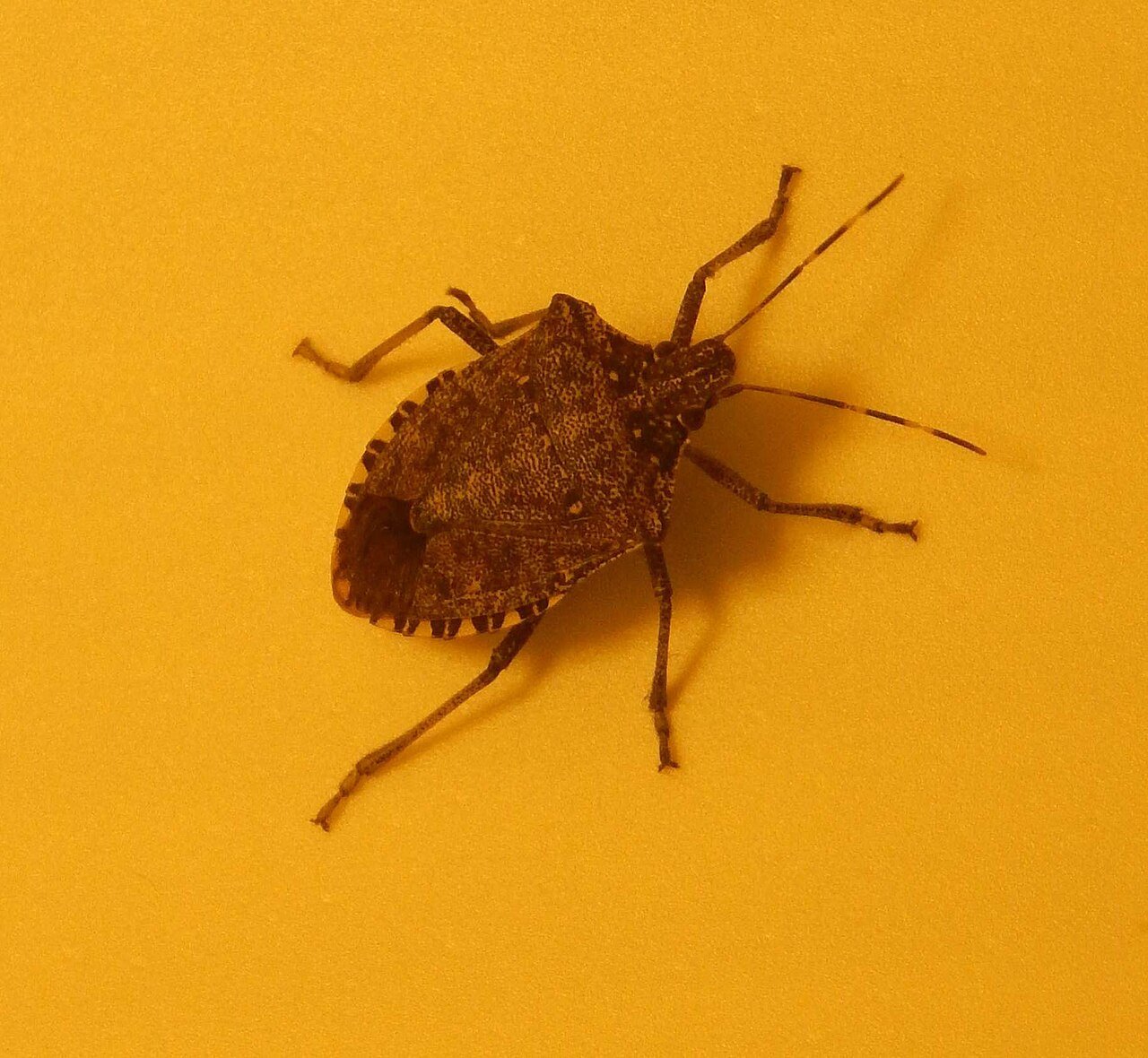 Brown marmorated stink bug on an interior surface in winter